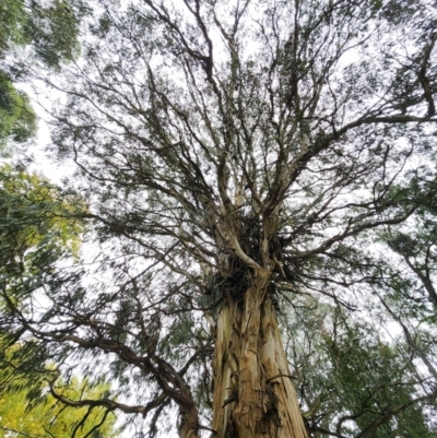 Eucalyptus cypellocarpa at Olinda, VIC - 26 Apr 2024 by Steve818