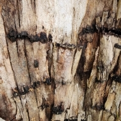 Eucalyptus cypellocarpa at Olinda, VIC - 26 Apr 2024