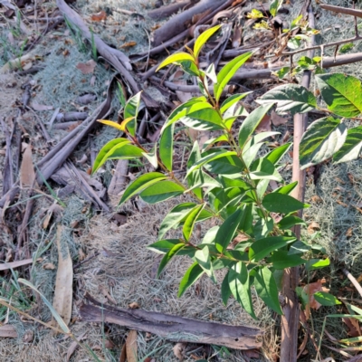 Ligustrum lucidum (Large-leaved Privet) at Watson, ACT - 26 Apr 2024 by abread111