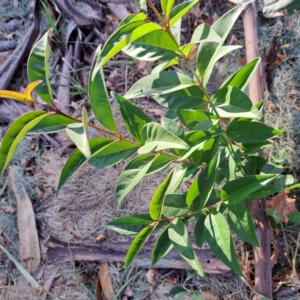 Ligustrum lucidum at Watson, ACT - 26 Apr 2024