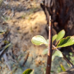 Pyracantha sp. at Watson, ACT - 26 Apr 2024 03:20 PM