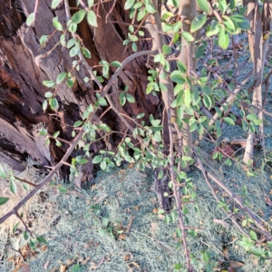 Pyracantha sp. at Watson, ACT - 26 Apr 2024