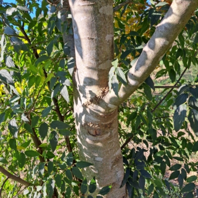 Unidentified Other Tree at Hackett, ACT - 26 Apr 2024 by abread111