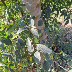 Celtis australis at Hackett, ACT - 26 Apr 2024 03:23 PM