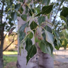 Brachychiton populneus at Watson, ACT - 26 Apr 2024