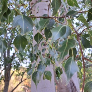 Brachychiton populneus at Watson, ACT - 26 Apr 2024