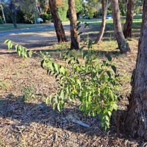 Celtis australis at Hackett, ACT - 26 Apr 2024 03:26 PM