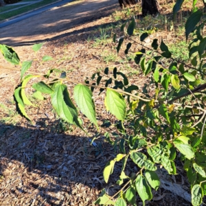 Celtis australis at Hackett, ACT - 26 Apr 2024 03:26 PM