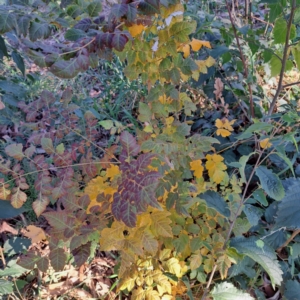 Koelreuteria paniculata at Hackett, ACT - 26 Apr 2024 03:27 PM