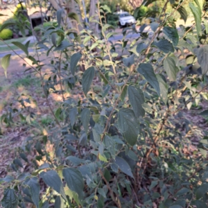 Celtis australis at Hackett, ACT - 26 Apr 2024