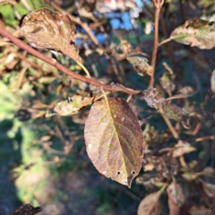 Prunus cerasifera at Hackett, ACT - 26 Apr 2024 03:28 PM