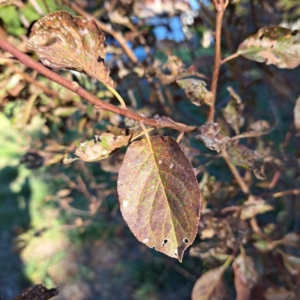 Prunus cerasifera at Hackett, ACT - 26 Apr 2024