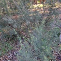 Acacia boormanii at Hackett, ACT - 26 Apr 2024 by abread111