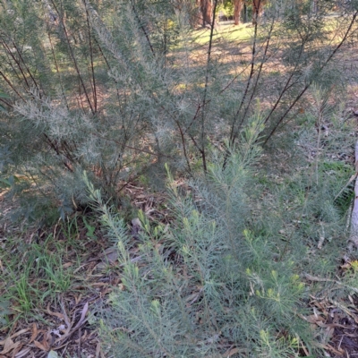 Acacia boormanii at suppressed - 26 Apr 2024 by abread111