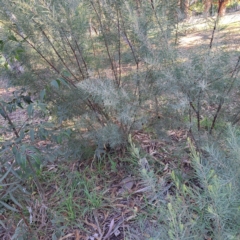 Acacia boormanii at Hackett, ACT - 26 Apr 2024