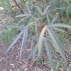 Brachychiton populneus at Hackett, ACT - 26 Apr 2024