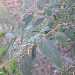 Celtis australis at Hackett, ACT - 26 Apr 2024 03:29 PM