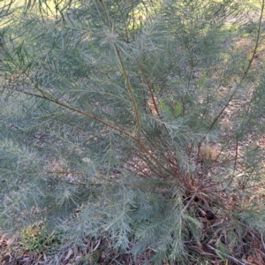 Acacia boormanii at Hackett, ACT - 26 Apr 2024