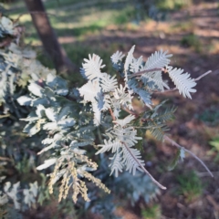 Acacia baileyana at Watson, ACT - 26 Apr 2024 by abread111