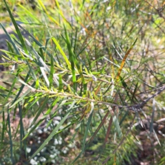 Acacia floribunda (White Sally Wattle, Gossamer Wattle) at Hackett, ACT - 26 Apr 2024 by abread111