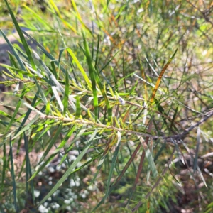 Acacia floribunda at Hackett, ACT - 26 Apr 2024