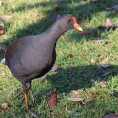 Gallinula tenebrosa (Dusky Moorhen) at Wodonga - 25 Apr 2024 by KylieWaldon