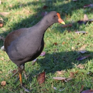 Gallinula tenebrosa at Belvoir Park - 26 Apr 2024 09:10 AM