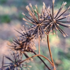 Bidens subalternans (Greater Beggars Ticks) at Hackett, ACT - 26 Apr 2024 by abread111