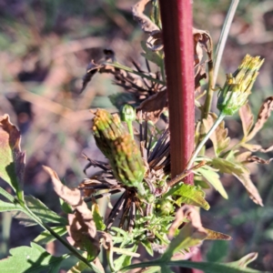 Bidens subalternans at Hackett, ACT - 26 Apr 2024 03:34 PM