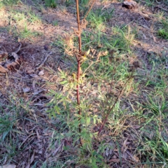 Bidens subalternans at Hackett, ACT - 26 Apr 2024 03:34 PM