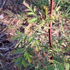 Bidens subalternans at Hackett, ACT - 26 Apr 2024 03:34 PM