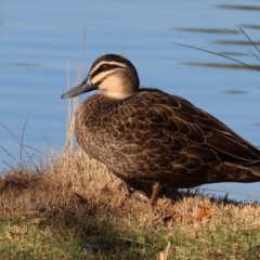 Anas superciliosa (Pacific Black Duck) at Wodonga - 25 Apr 2024 by KylieWaldon