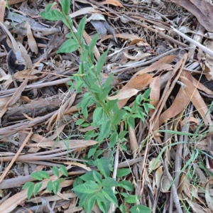 Ligustrum lucidum at Hackett, ACT - 26 Apr 2024 04:02 PM