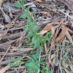 Ligustrum lucidum (Large-leaved Privet) at Hackett, ACT - 26 Apr 2024 by abread111