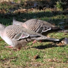 Ocyphaps lophotes (Crested Pigeon) at Wodonga, VIC - 25 Apr 2024 by KylieWaldon