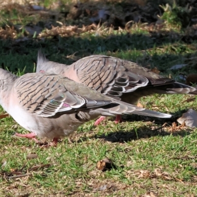 Ocyphaps lophotes (Crested Pigeon) at Wodonga - 25 Apr 2024 by KylieWaldon