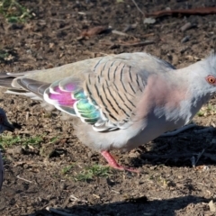 Ocyphaps lophotes at Belvoir Park - 26 Apr 2024