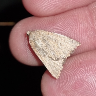 Authaemon stenonipha (Pale-bordered Cape-moth) at Bungendore, NSW - 26 Apr 2024 by clarehoneydove