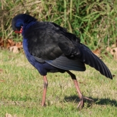 Porphyrio melanotus (Australasian Swamphen) at Belvoir Park - 25 Apr 2024 by KylieWaldon