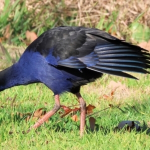 Porphyrio melanotus at Belvoir Park - 26 Apr 2024