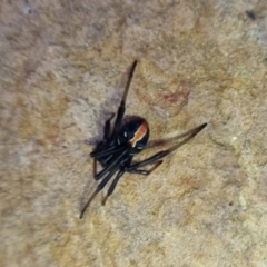 Latrodectus hasselti (Redback Spider) at Bungendore, NSW - 26 Apr 2024 by clarehoneydove