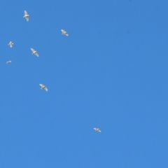 Cacatua sanguinea (Little Corella) at Belvoir Park - 26 Apr 2024 by KylieWaldon