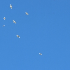 Cacatua sanguinea (Little Corella) at Wodonga, VIC - 25 Apr 2024 by KylieWaldon