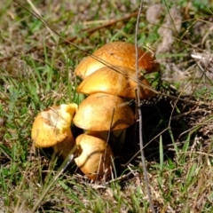 Suillus granulatus (Weeping Bolete) at Sherwood Forest - 26 Apr 2024 by Kurt