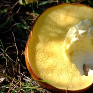 Suillus granulatus at Sherwood Forest - 26 Apr 2024