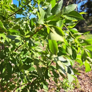 Fraxinus angustifolia subsp. angustifolia at Hackett, ACT - 26 Apr 2024