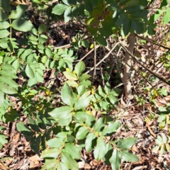 Fraxinus angustifolia subsp. angustifolia at Hackett, ACT - 26 Apr 2024