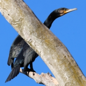 Phalacrocorax carbo (Great Cormorant) at Belvoir Park by KylieWaldon
