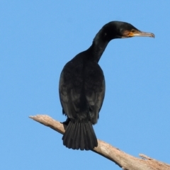 Phalacrocorax carbo at Belvoir Park - 26 Apr 2024