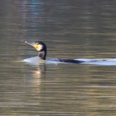 Phalacrocorax carbo at Belvoir Park - 26 Apr 2024 09:17 AM